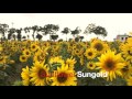 Sunflower Sungold Field 