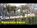 La Aurora zoo en ciudad Guatemala con su nueva atracción los rinocerontes blancos