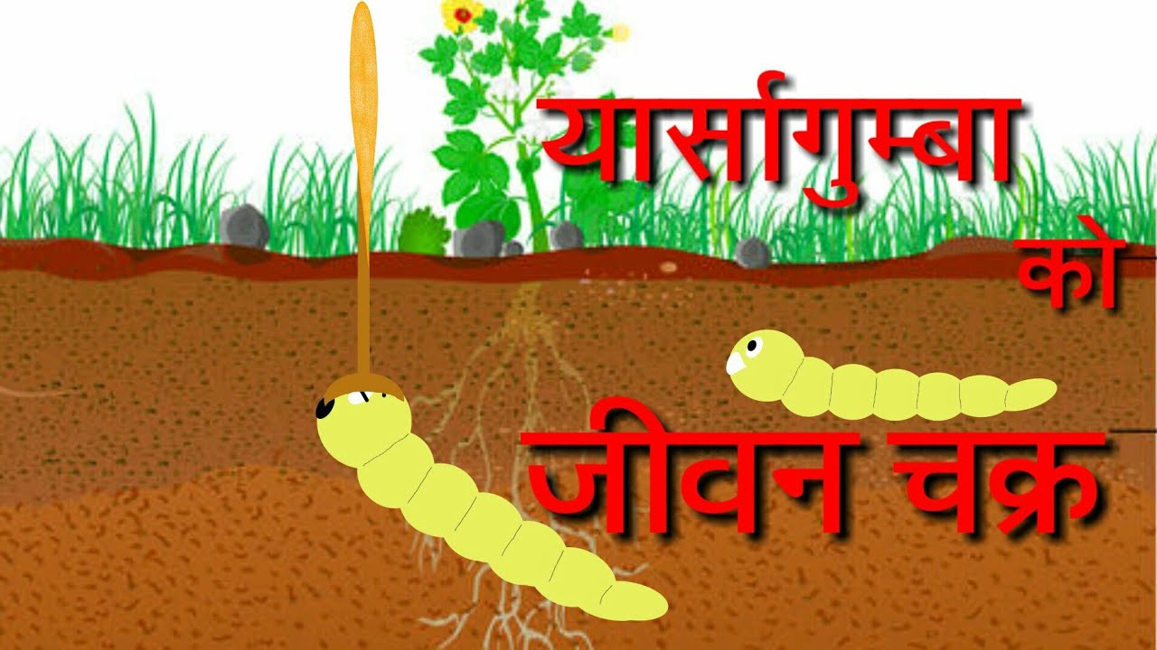 [Nepali] यार्सागुम्बा काे जीवन चक्र | lifecycle of yarsha gumba (Ophiocordysis sinensis)