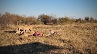 Pride of lions eating a Wildebeest!!!