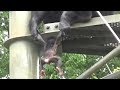 Chimpanzee mother's behavior. " Momoko , Ibuki , Gin " What dose this action mean?チンパンジーの母親の不思議な行動?