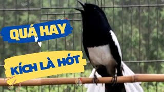 Download Lagu Choè than hót đấu giọng rừng CỰC SUNG Chòe Than Hót Giọng Rừng Kích Trống Căng Lửa hót | choe than MP3 Download Lagu Choè than hót đấu giọng rừng CỰC SUNG Chòe Than Hót Giọng Rừng Kích Trống Căng Lửa hót | choe than MP3