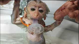 A day of lovely baby monkey Ziri Bath  Eat  Sleep