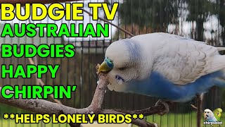 BUDGIE TV  Playful Happy Budgie Sounds to Make Your Bird Talk