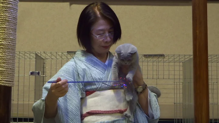 Watch the video about Rejinald Blue Vincent at a cat show in Denver, CO