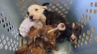 Neglected Puppies Surrendered to MHS
