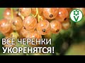 САМЫЙ ЛУЧШИЙ СПОСОБ РАЗМНОЖЕНИЯ СМОРОДИНЫ! Как размножить смородину черенкованием