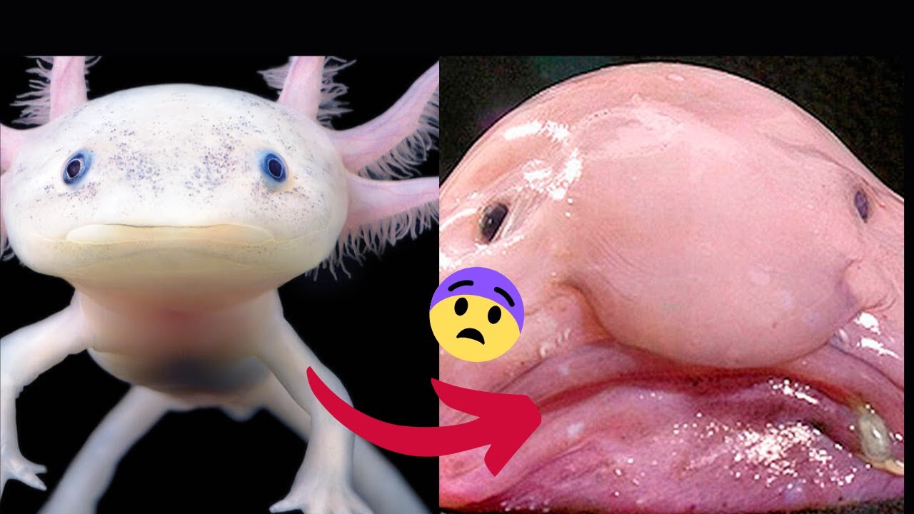 10 Animales extraños del mundo reales | Son tan raros que parecen ...