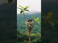 #DreamScreenAI #birds #birdsong #birdsounds #animals #nature #naturesvoice #wildlife #talkingnature