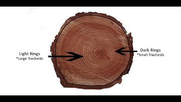 How trees form rings?