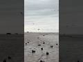 Strange Analogies México Duck Hunt
