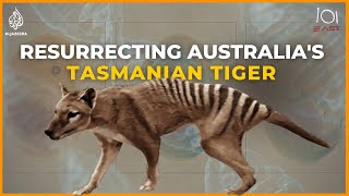 Tasmanian tiger: The enduring belief in an extinct animal - BBC News
