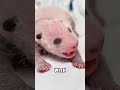 Capture de la vidéo How Much Do You Know About Pandas? #Shortsfeed #Animals #Panda #Nature