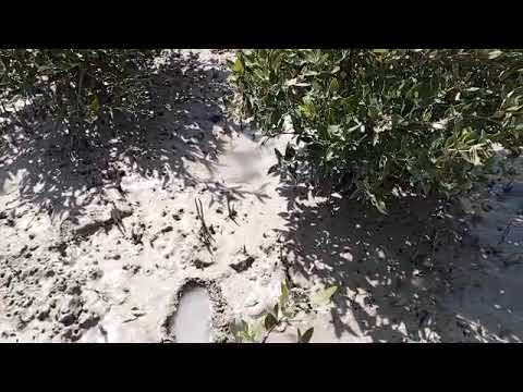 تطور واضح في نمو أشجار المنغروف في ميناء خور الزبير النفطي