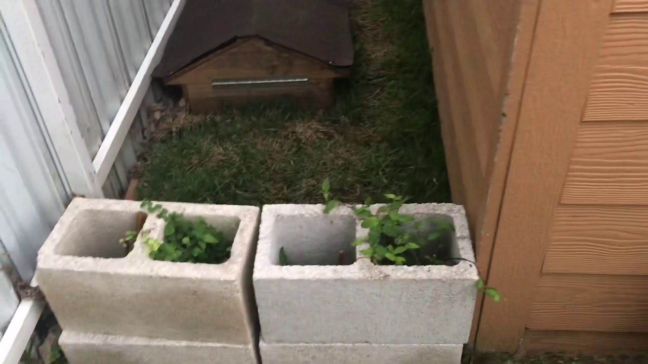 sulcata tortoise for sale Juvenile Sulcata Tortoise Outdoor Enclosure