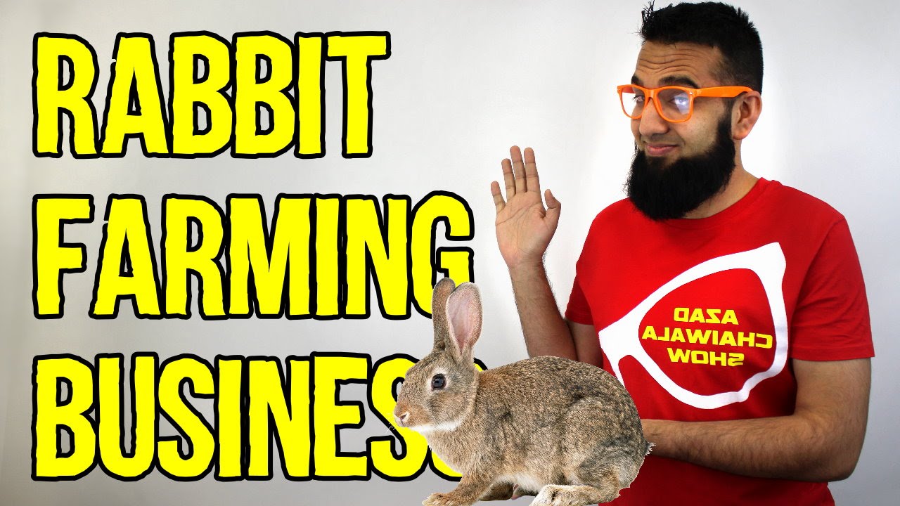 rabbit-farming-business-idea-urdu-hindi-punjabi-business-idea-youtube