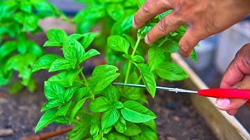 3 Tips to Prune Basil to Increase Production