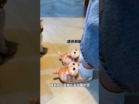the owner brought new cat slipper 🐈 #shortvideo