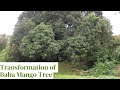 Transformation of baba mango tree avosaibijlee saibaba shirdi