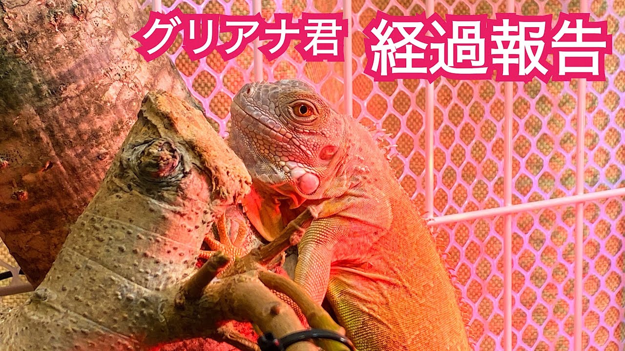 引っ越しから数日。様子はどうかな? グリーンイグアナ イグアナ YouTube