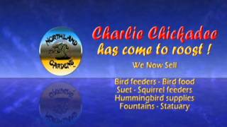 Charlie Chickadee has come to Roost  .avi