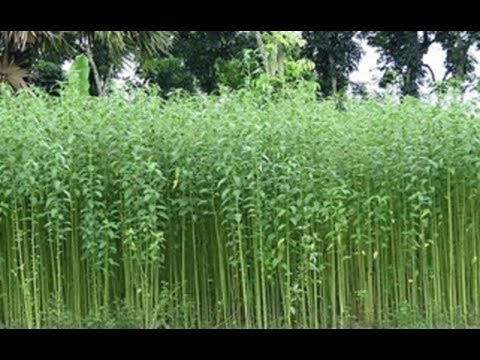 Use of low-grade land in jute cultivation