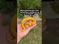When someone says that your Ball Python is sizing you up to eat you😂