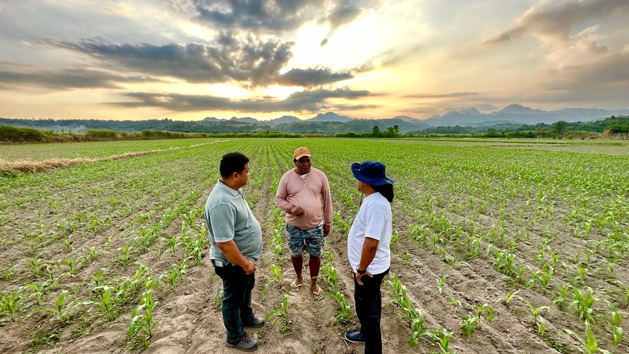 Corn Farmers Secret: How They Achieve Unprecedented Success While Others Struggle - YouTube