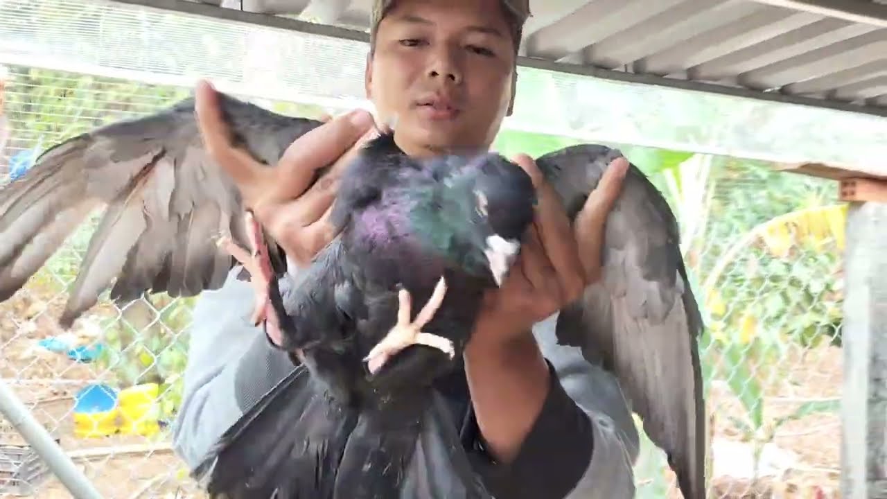 Nhập về 4 cặp chim bồ câu gà sinh sản loại 1 từ Miền Tây.. Thả chim bồ câu gà vô chuồng trại mới