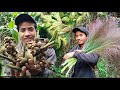 Collecting wild brooms and veggies  cooked  eat 