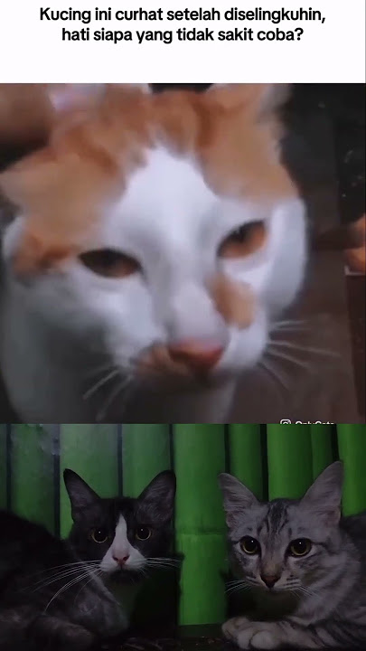 hancur nya hati ku #mulyadipiak #kucinglucu #hiburanrakya #reactionseadanya #cat