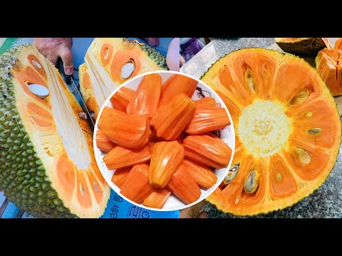 Video KHOẢNG CÁCH TRỒNG Mít ruột đỏ (giá hiện tại 50.000/kg)... - youtube
