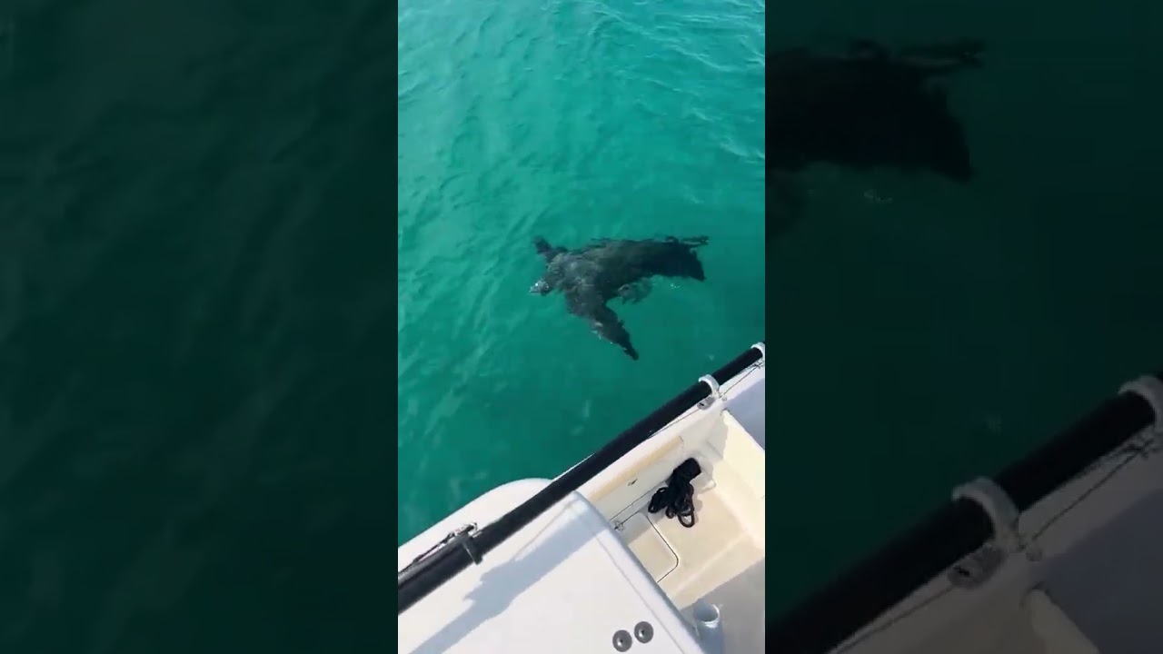 Giant Leatherback Turtle in Jupiter, FL 🐢💙