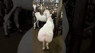 Download Lagu BEAUTIFUL TURKEY DUMBA🤍 IN DEONAR BAKRA MANDI AT LAST DAY #deonarbakramandi #dumba #goat #bakraeid MP3