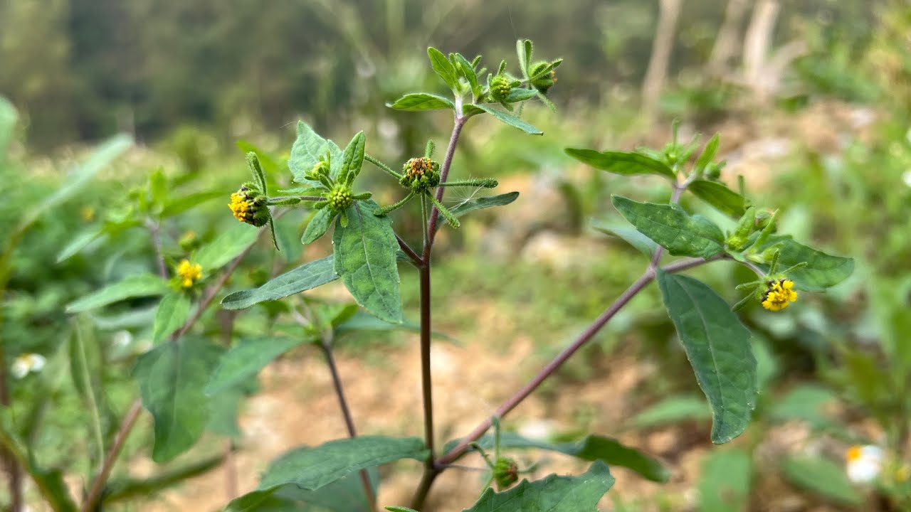 Cây Hy Thiêm Này Còn Quý Hơn Vàng Trị Được Những Chứng Mà Tây Y Bó Tay | CTVC