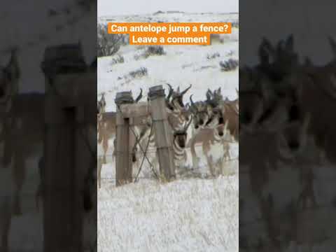 Vídeo: Os coiotes comem pronghorns?