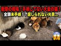 【衝撃】エサを待つ猫たちの圧がすごすぎるw秘密の猫スポットに誘導された結果…