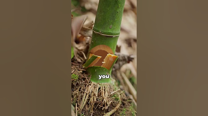 This Plant Grows Faster Than You Can Imagine!