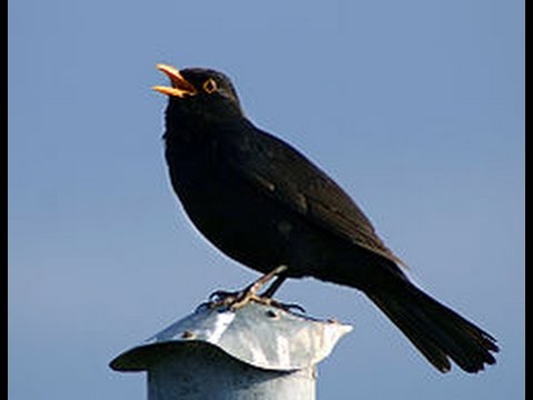 tarde Clínica Iniciar sesión PAJARO NEGRO DE PICO AMARILLO - YouTube