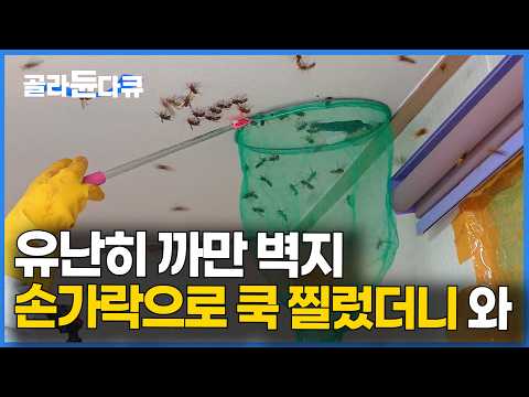 The kitchen wallpaper looked strange so I tore it open, and hornets poured out｜Extreme Jobs｜#Sele...