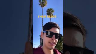 Do Not Plant These Palm Trees Mexican Fan Palms