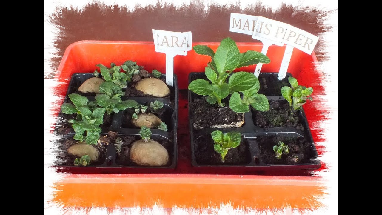 Grow Potatoes, planting maincrop potatoes in a sack in homemade organic