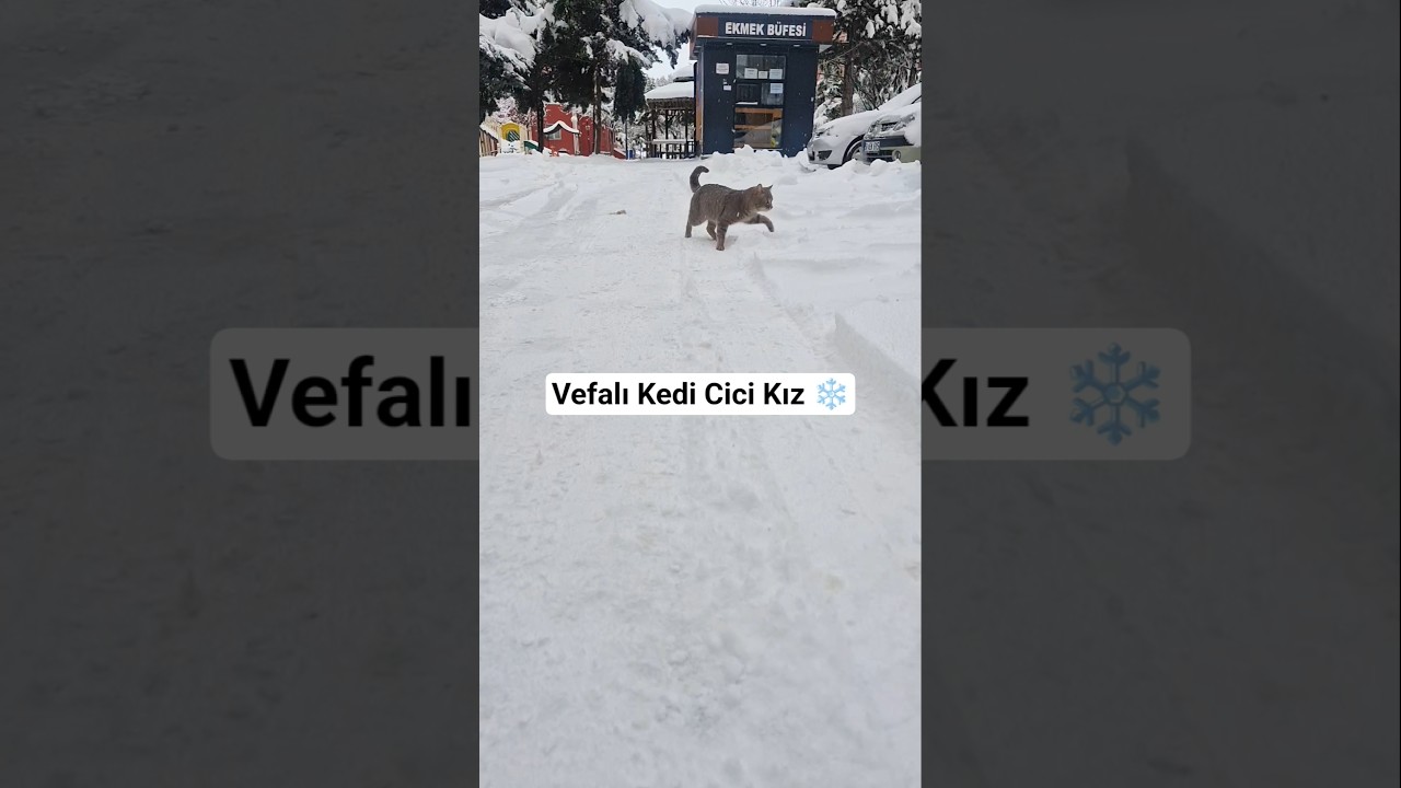 Vefalı Kedi Cici Kız! 6. Kata Kadar Bizi Bulmaya Gelmiş 🐈❄️