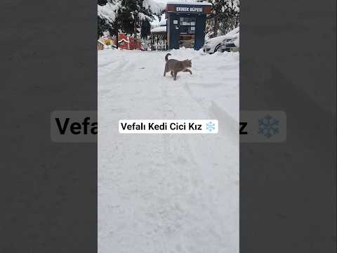 Vefalı Kedi Cici Kız! 6. Kata Kadar Bizi Bulmaya Gelmiş 🐈❄️
