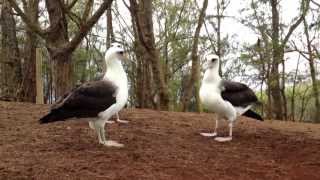 Laysan Albatross