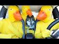 Kakoas favorite stories with rubber ducks