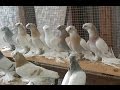 Узбекские голуби / Uzbekistan tauben ( Alexander Zickert , Sassenburg, Германия )