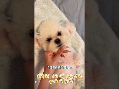 🐶: ¿Qué te parece? ¿Me das la máxima puntuación? 😂 #shorts