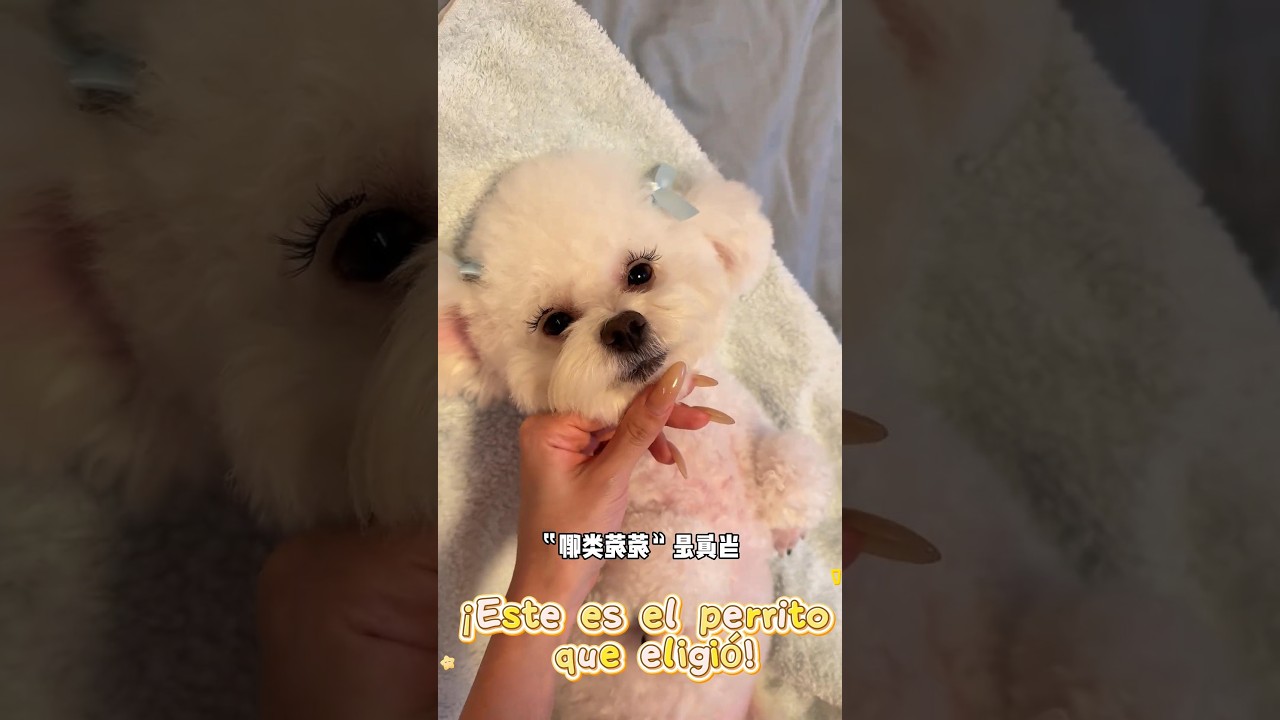 🐶: ¿Qué te parece? ¿Me das la máxima puntuación? 😂 #shorts
