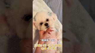 🐶: ¿Qué te parece? ¿Me das la máxima puntuación? 😂 #shorts